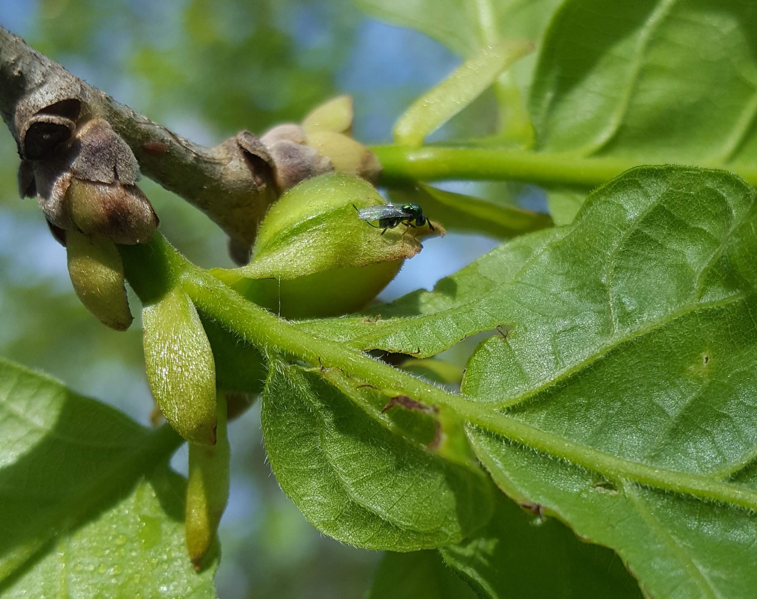 adult Torymus sinensis parasitoid wasp